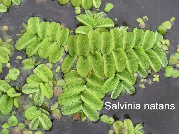 Salvinia , plant kingdom
