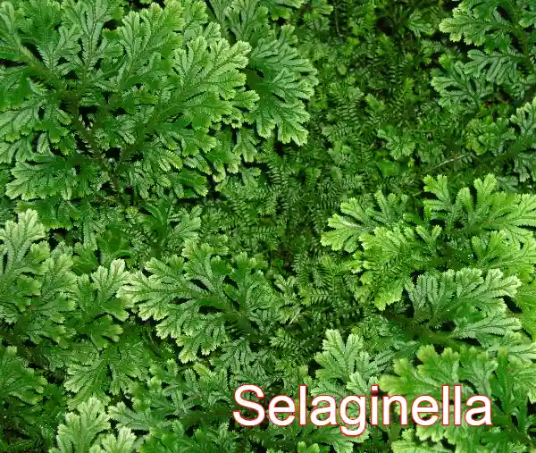 Selaginella, plant kingdom, पादप जगत 