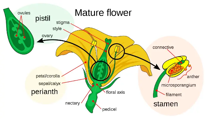 Angiosperm, पादप जगत, plant kingdom 