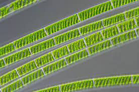 Spirogyra, plant kingdom पादप जगत 