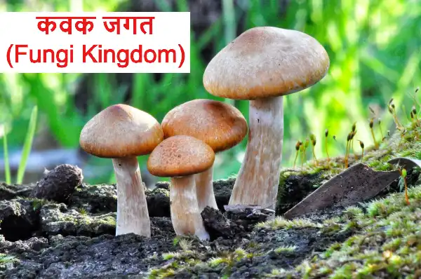 कवक fungi in hindi