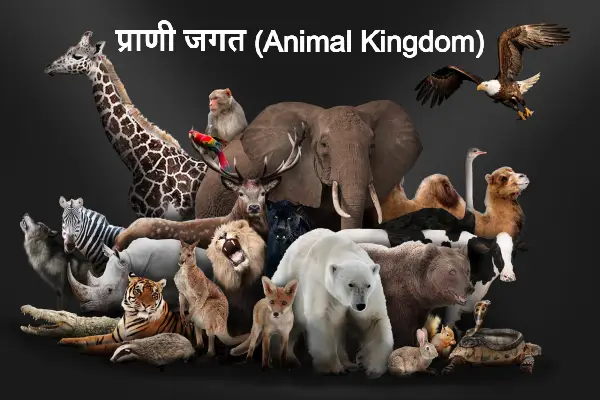 प्राणी जगत | वर्गीकरण, फाइलम, आधार, लक्षण, उदाहरण, Animal kingdom in Hindi  - 2023