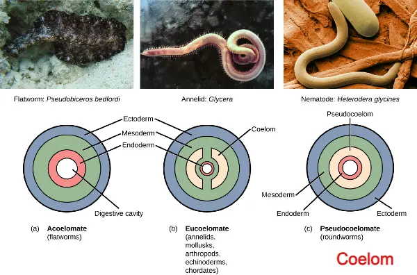 Coelom, प्राणी जगत, animal kingdom