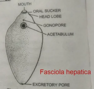 Fasciola hepatica, Platyheminthes
