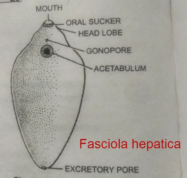 Fasciola hepatica, Platyheminthes
