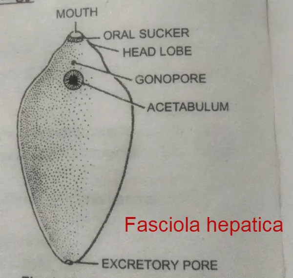 Fasciola hepatica, Platyheminthes