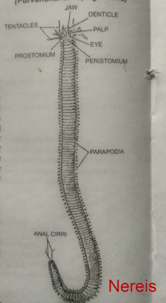 Neries, Annelida