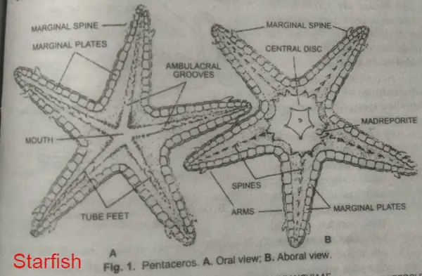 Pentaceros, Echinodermata