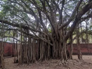 What is prop root in hindi, स्तम्भ मूल क्या है?