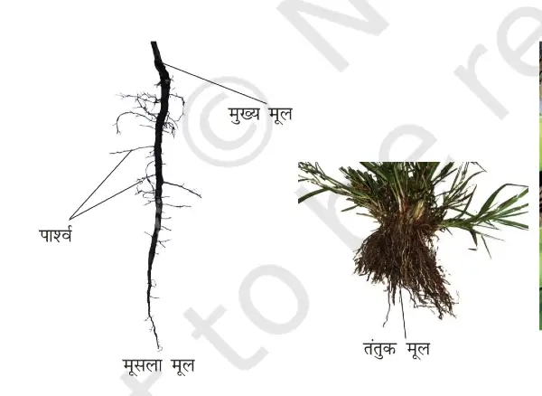 fibrous root in hindi