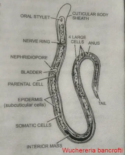 Wuchereria bancrofti, Aschehelmithes