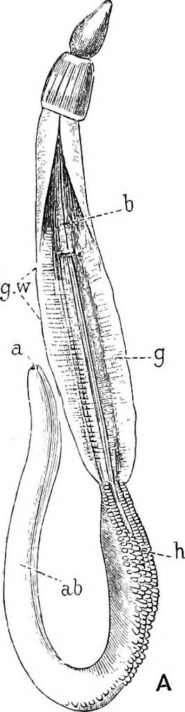 Balanoglossus, Hemichordata