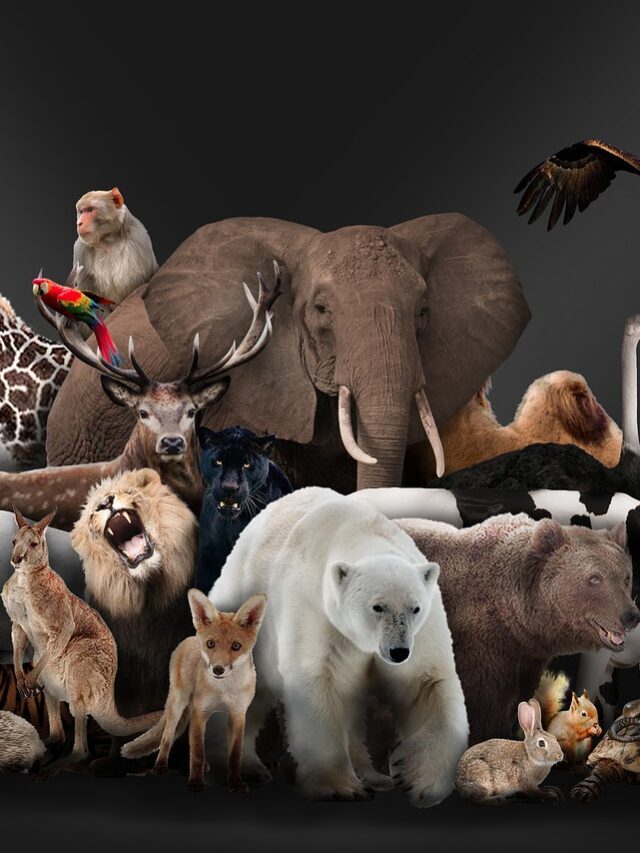 प्राणी जगत | वर्गीकरण, फाइलम, आधार, लक्षण, उदाहरण, Animal kingdom