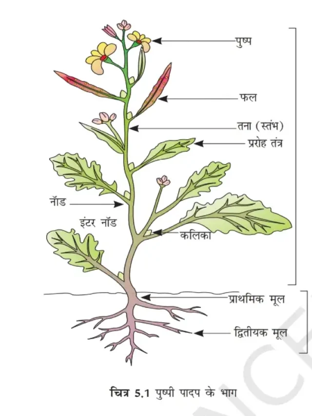 what is root in hindi