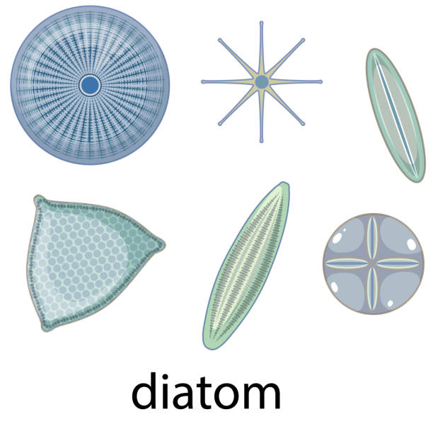 diatom