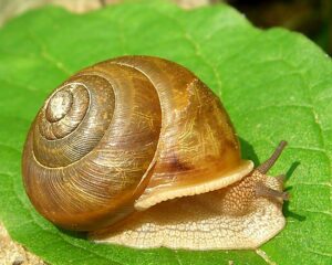 Pila, apple snail, Mollusca