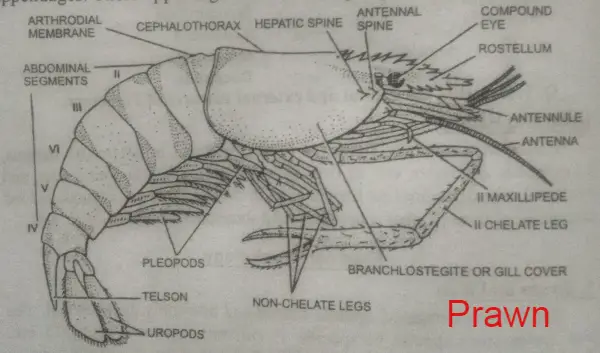 Palaemon, prawn, Arthropoda
