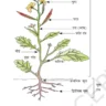 what is root in hindi