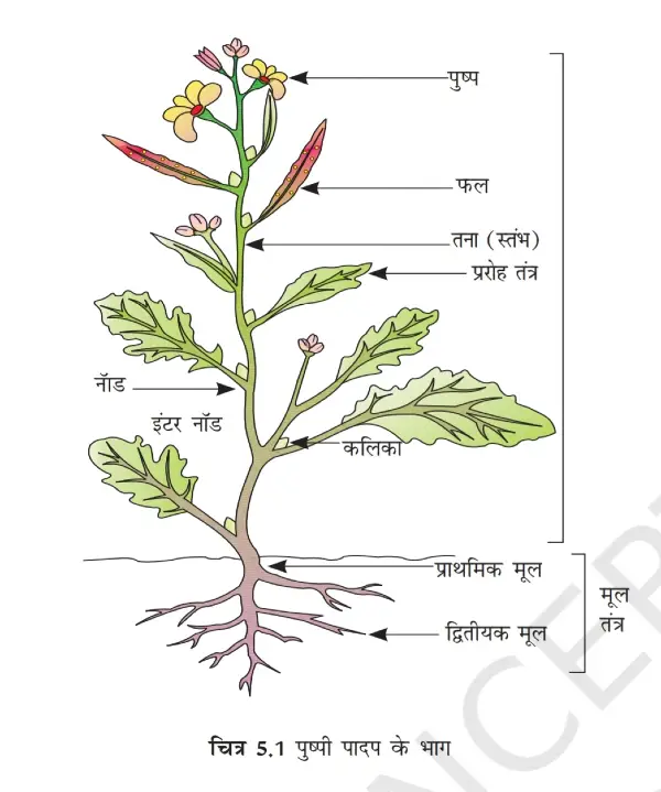 tap root in hindi