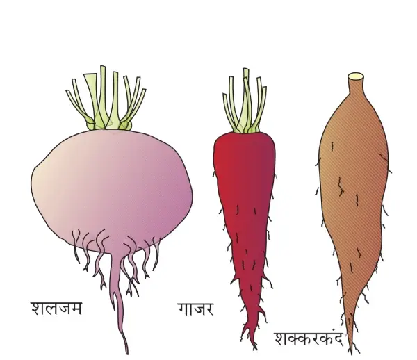 Modification of root in hindi