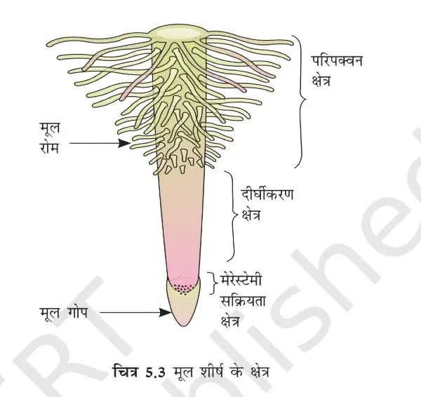 Region of root in hindi