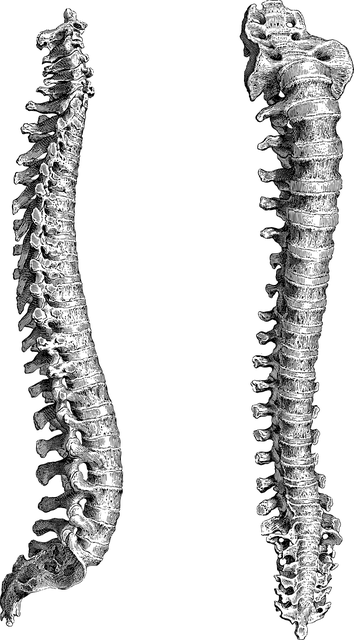 मेरुदंड, Vertebral column, phylum chordata in hindi