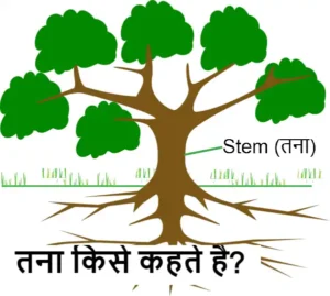 what is stem in hindi तना किसे कहते है