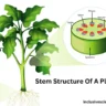 what is stem in hindi तना किसे कहते है