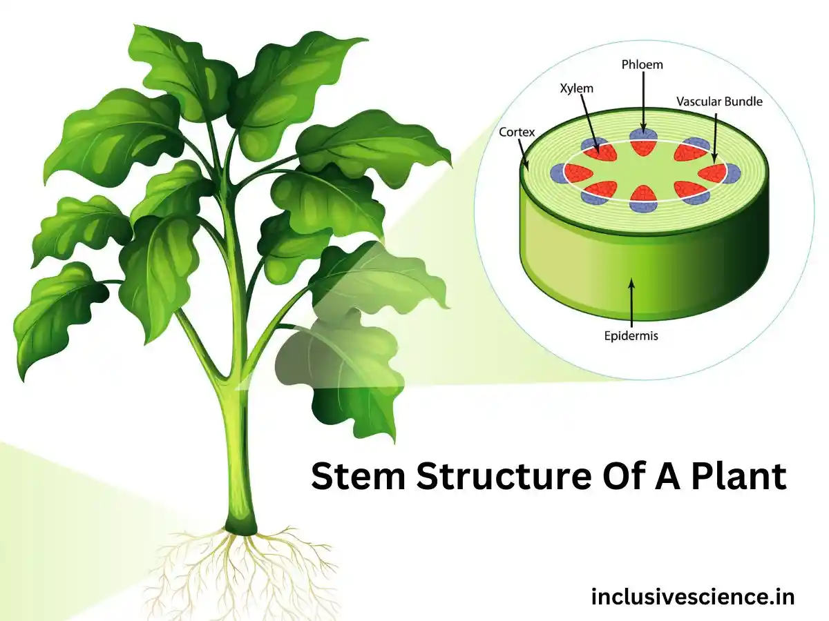 what is stem in hindi तना किसे कहते है