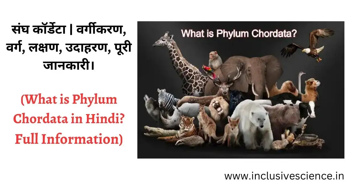 संघ कॉर्डेटा Phylum chordata in hindi
