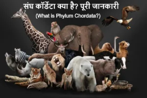 संघ कॉर्डेटा Phylum chordata in hindi