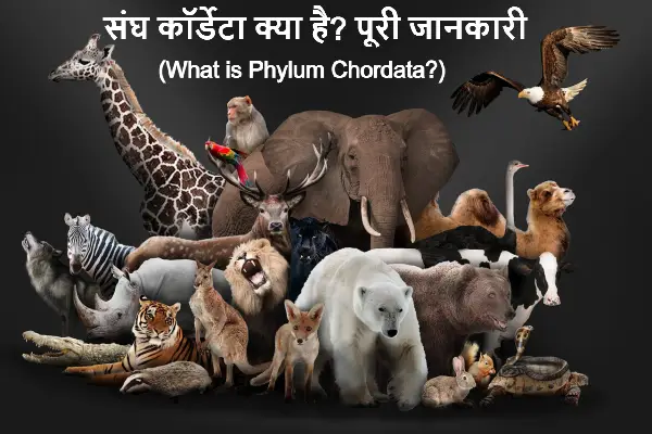 संघ कॉर्डेटा Phylum chordata in hindi