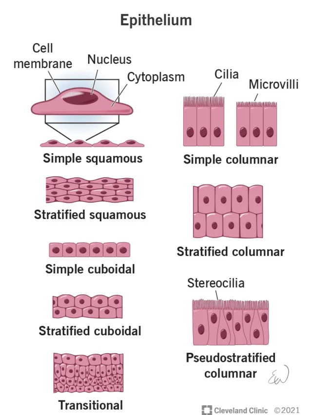 epithelial tissue