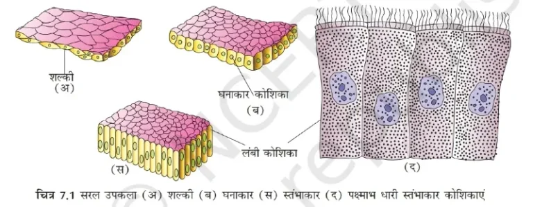 सरल उपकला ऊतक