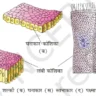 सरल उपकला ऊतक