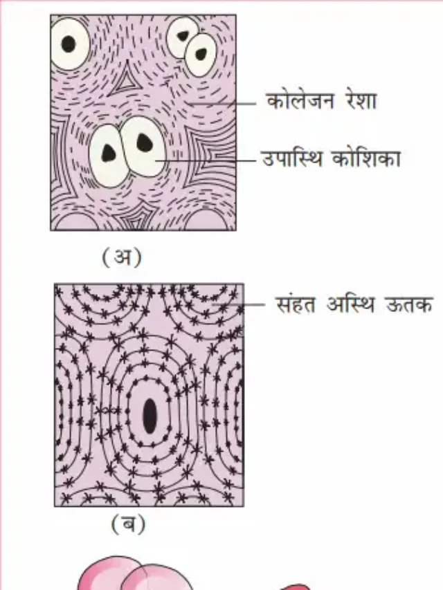 sanyoji utak संयोजी ऊतक