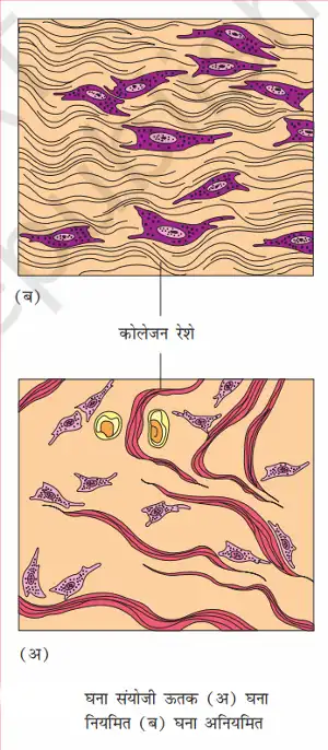 सघन संयोजी ऊतक