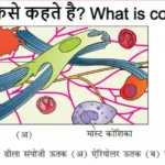 संयोजी ऊतक connective tissue sanyoji utak