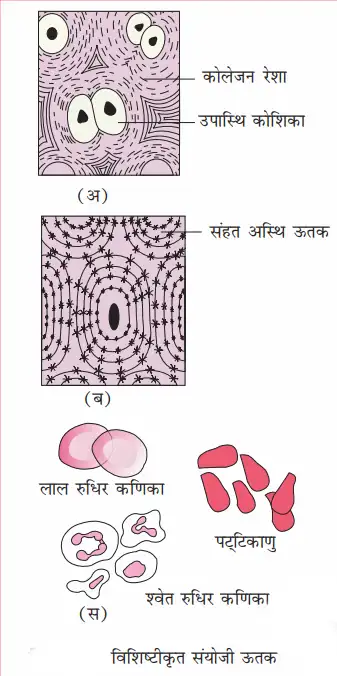 विशिष्ट संयोजी ऊतक (Specialized connective tissue