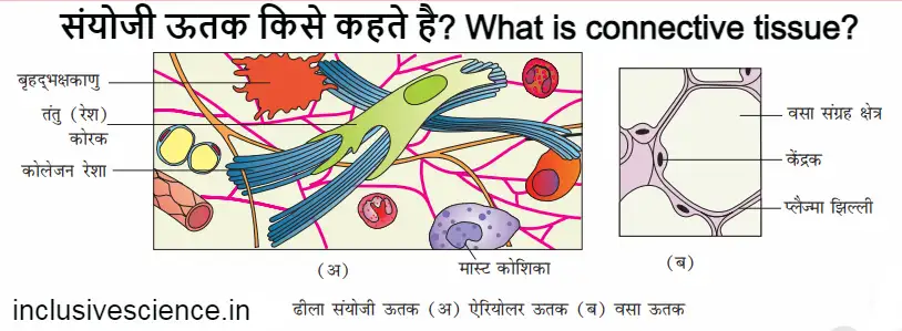 संयोजी ऊतक connective tissue sanyoji utak