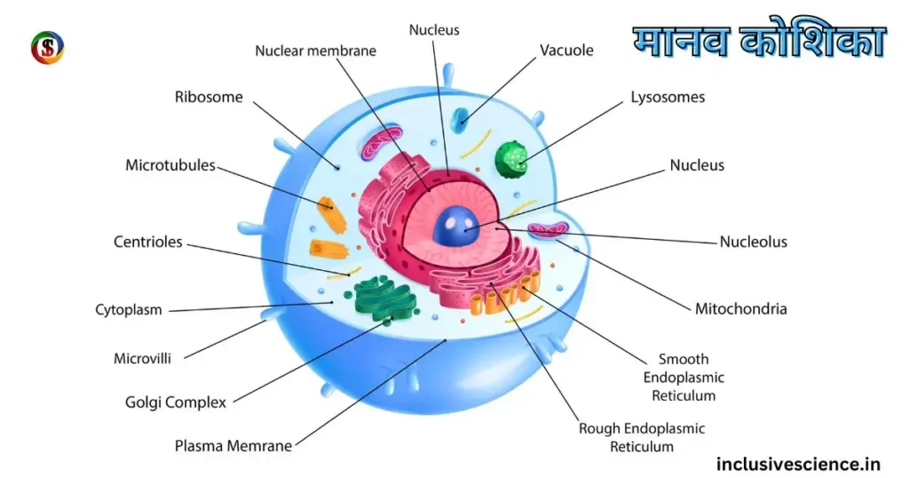 manav koshika कोशिका किसे कहते हैं, Human cell anatomy