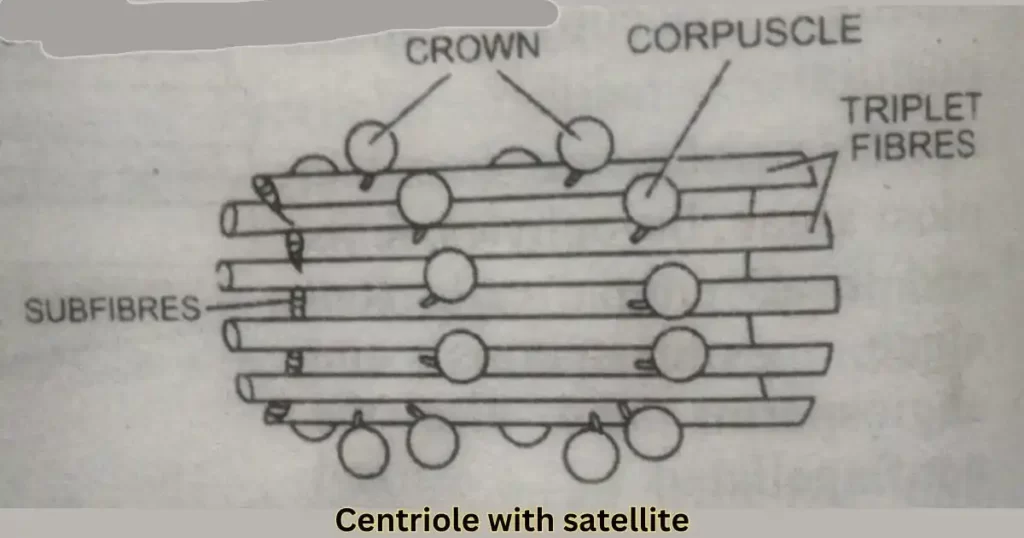 what is centriole in hindi