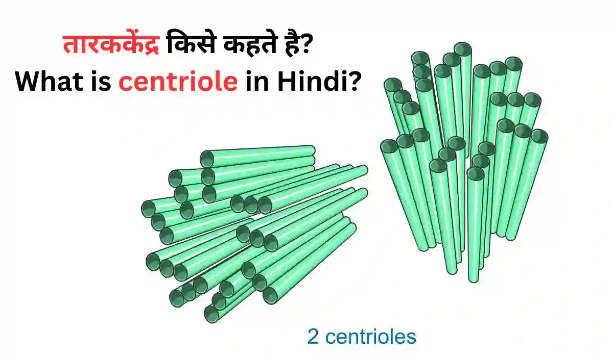 centriole in hindi