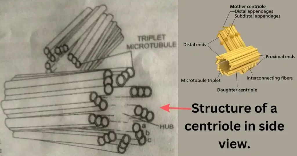 Centriole in hindi, centrosome in hindi