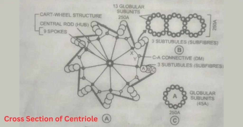 What is centriole structure in Hindi