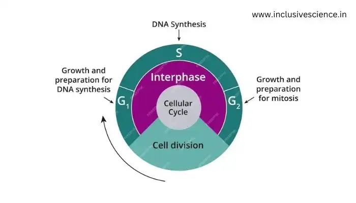 कोशिका चक्र क्या है? cell cycle in hindi
