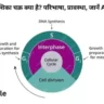 कोशिका चक्र क्या है? cell cycle in hindi