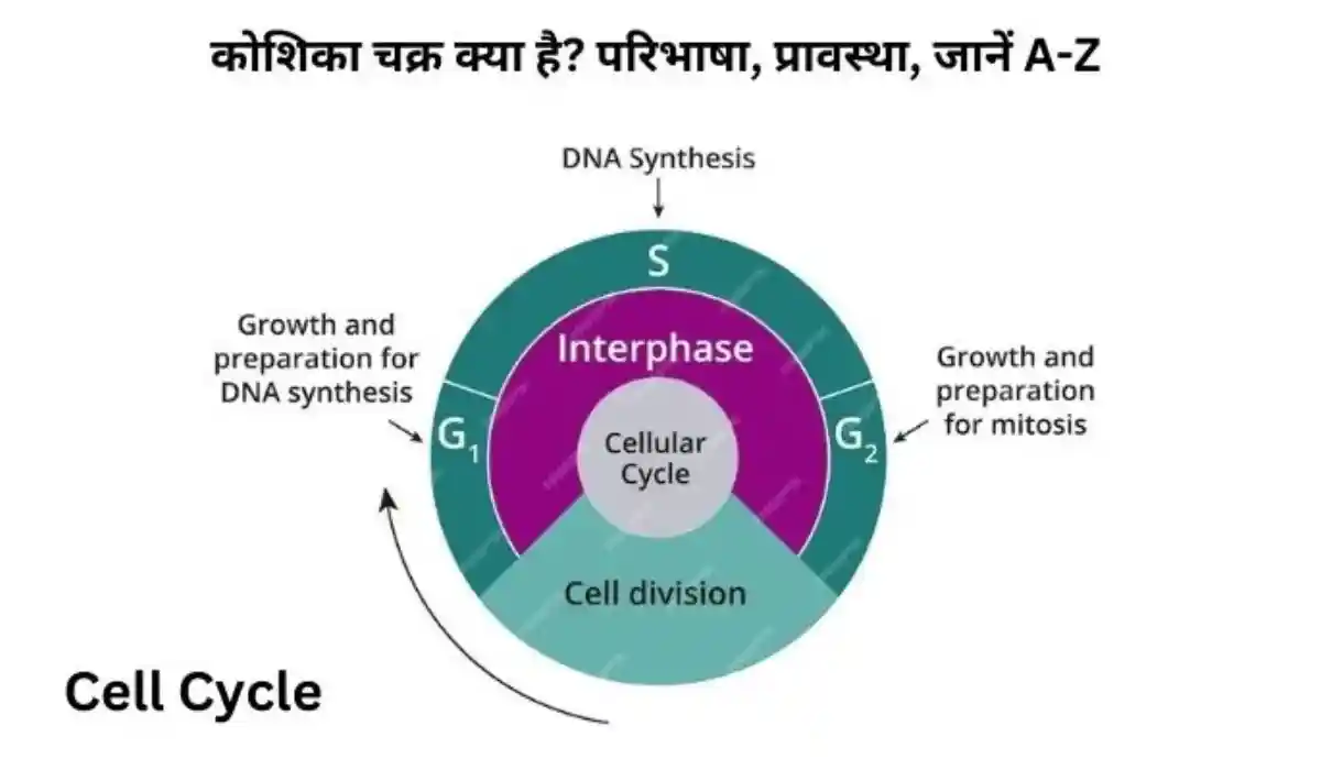 कोशिका चक्र क्या है? cell cycle in hindi