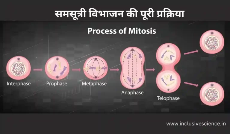 समसूत्री विभाजन किसे कहते हैं