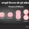 समसूत्री विभाजन किसे कहते हैं